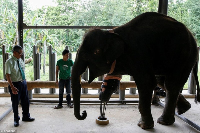 Слонихе Моше сделали девятый уникальный протез ноги