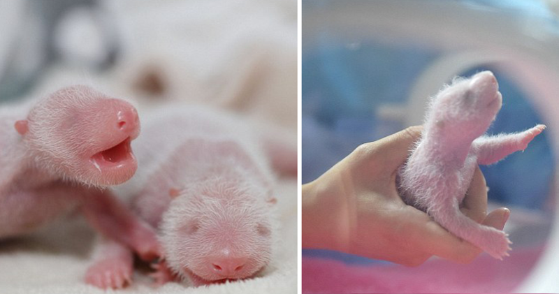 Одна панда хорошо, а две лучше: первый взгляд на новорожденных медвежат-близнецов из Китая