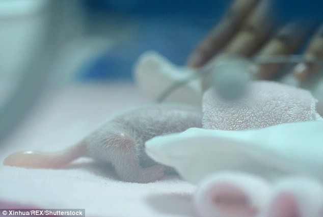 Одна из близняшек спряталась под одеялом, когда их впервые после рождения продемонстрировали публике