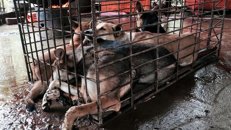 Этот парень спас около тысячи собак от смерти на ежегодном фестивале собачьего мяса в Китае