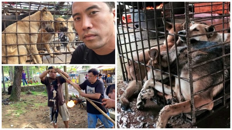 Этот парень спас около тысячи собак от смерти на ежегодном фестивале собачьего мяса в Китае