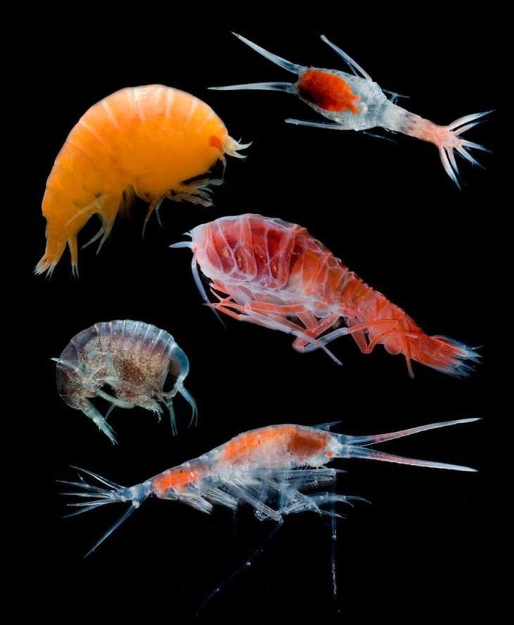Ракообразные, проживающие на сотнях метров ниже поверхности океана   