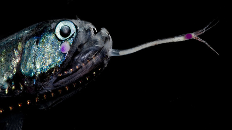 Günther's boafish   