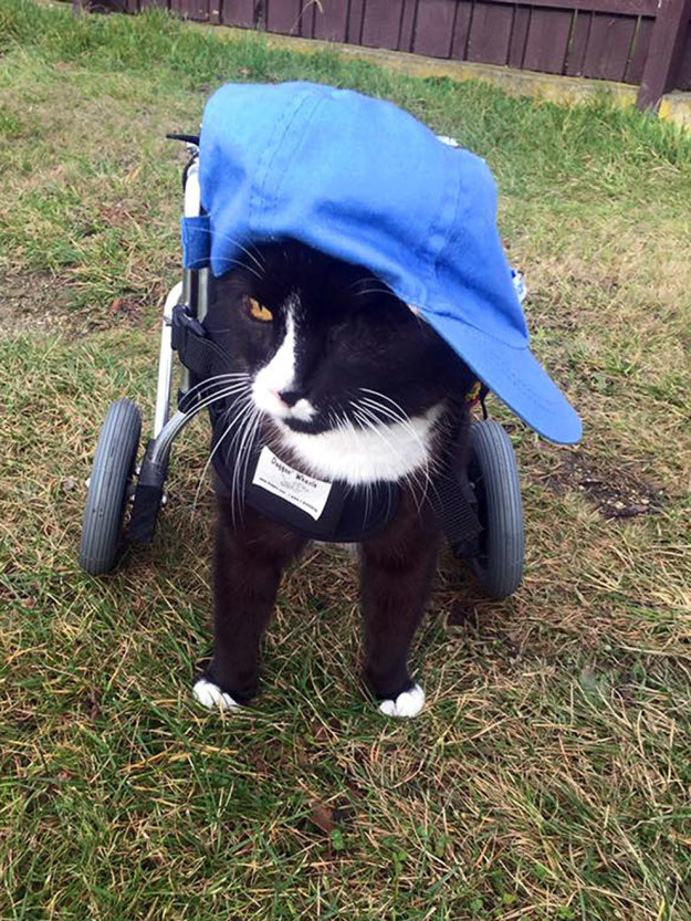 Этот кот-инвалид -  воплощение воли к жизни!