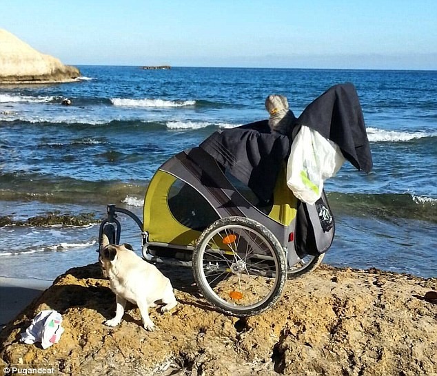 Неразлучная парочка: мопс и кот путешествуют по Испании