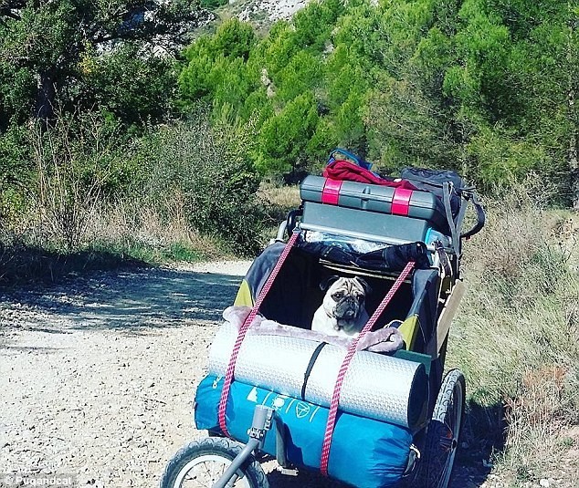 Неразлучная парочка: мопс и кот путешествуют по Испании