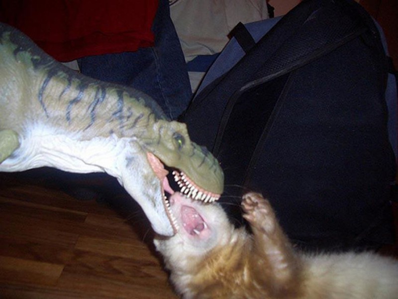 Жуткий тиранозавр нападает на беззащитного хорька.