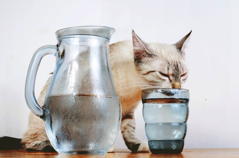 Почему кошки пьют воду откуда угодно, кроме собственной миски?