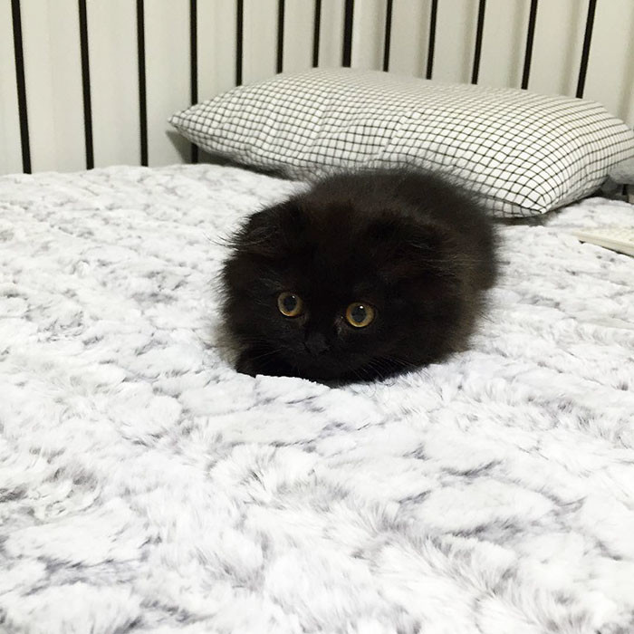 Джимо — кот с самыми огромными глазами 