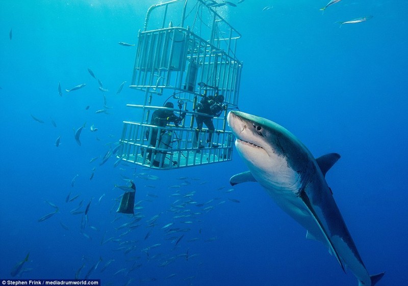 Дайвер из Флориды обнаружил самую большую белую акулу в мире