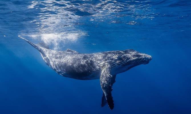 1. Синий кит