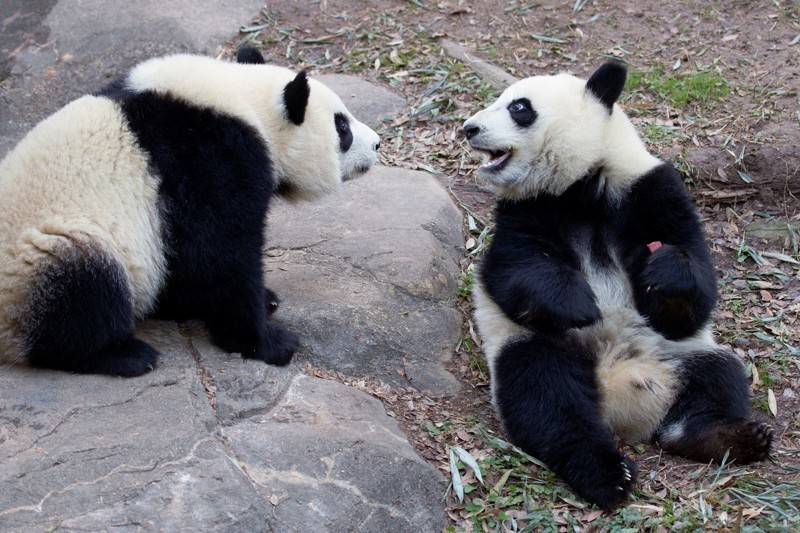 Беременная панда сделала зоопарку неожиданный подарок