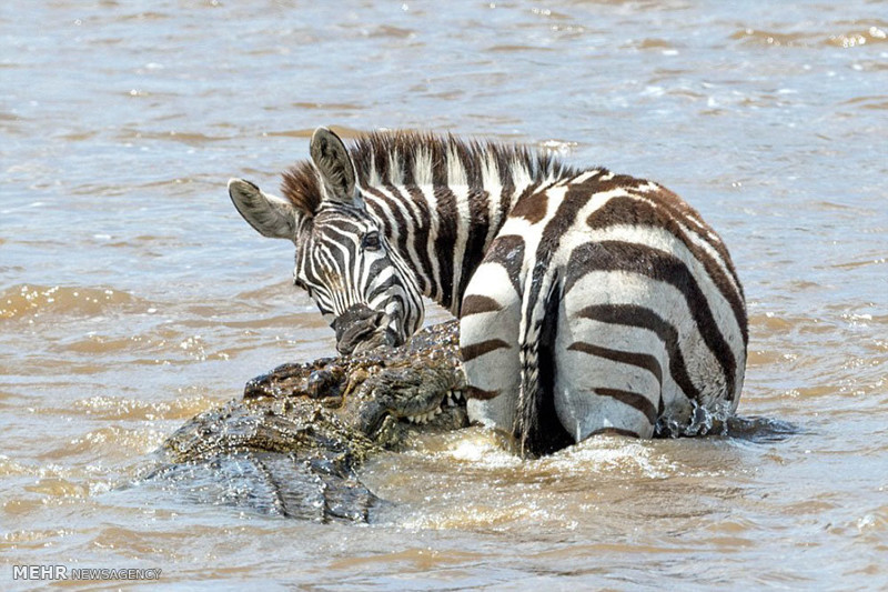 Храбрая зебра спаслась от крокодила