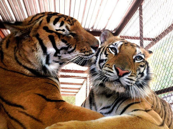 Как преобразилась тигрица, спасенная из цирка