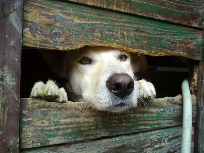 40 отчаянных собак, желающих поздороваться