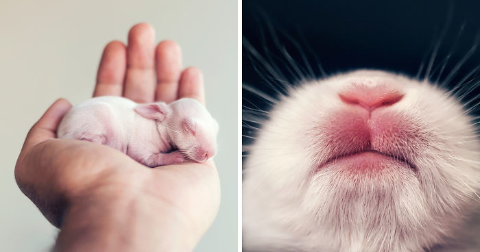 Осторожно, разрыв мимиметра: фотосессия новорожденного кролика