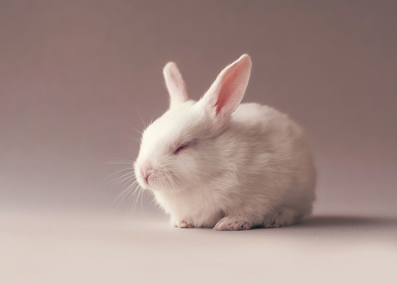 Осторожно, разрыв мимиметра: фотосессия новорожденного кролика