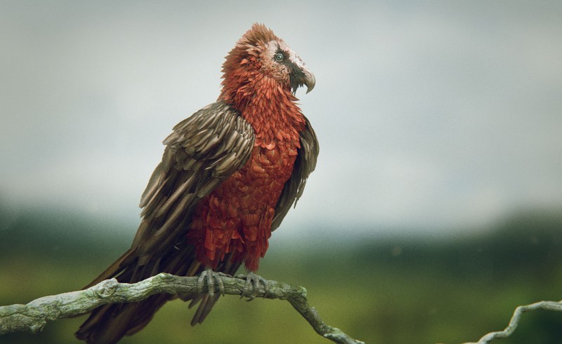 10 странных птиц, в существование которых сложно поверить