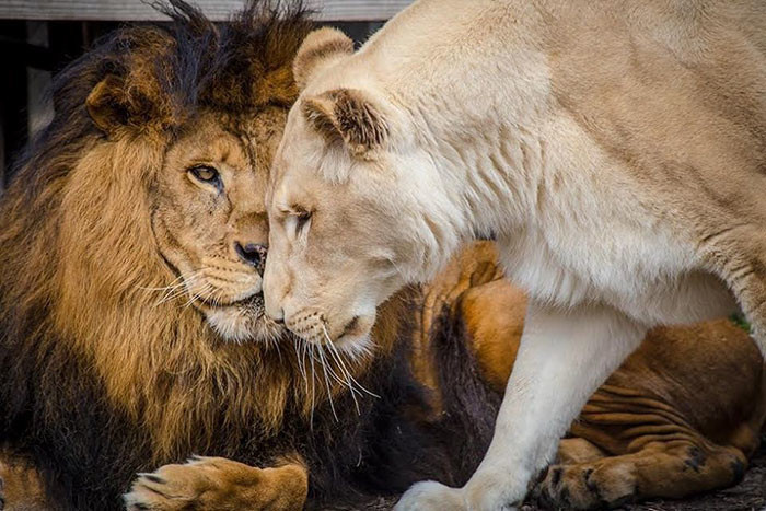Спасённые от живодёра львы нашли свою любовь