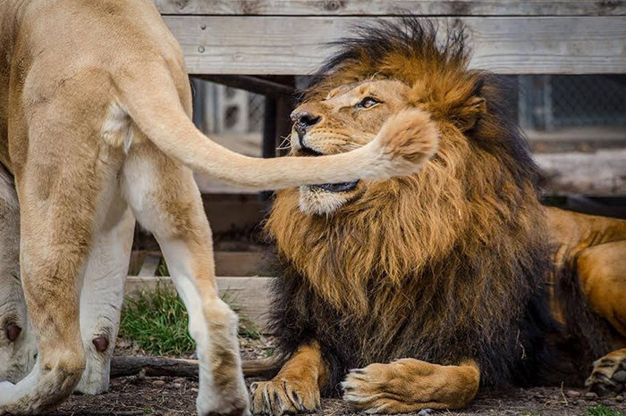 Спасённые от живодёра львы нашли свою любовь
