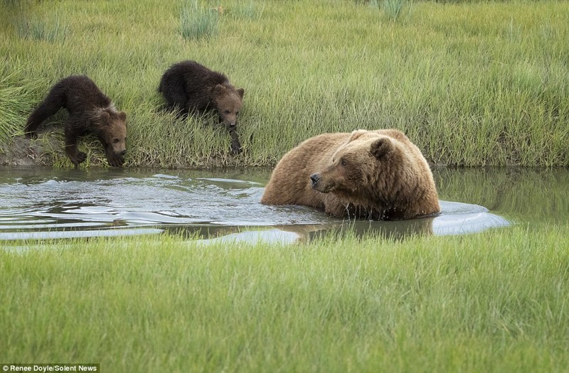 Заботливая мама: медведица перенесла через реку боящегося воды детеныша
