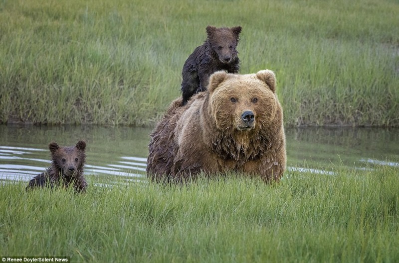 Заботливая мама: медведица перенесла через реку боящегося воды детеныша