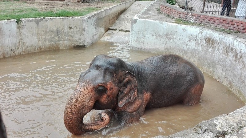 Слон, который провел 30 лет в зоопарке, наконец-то оказался на свободе