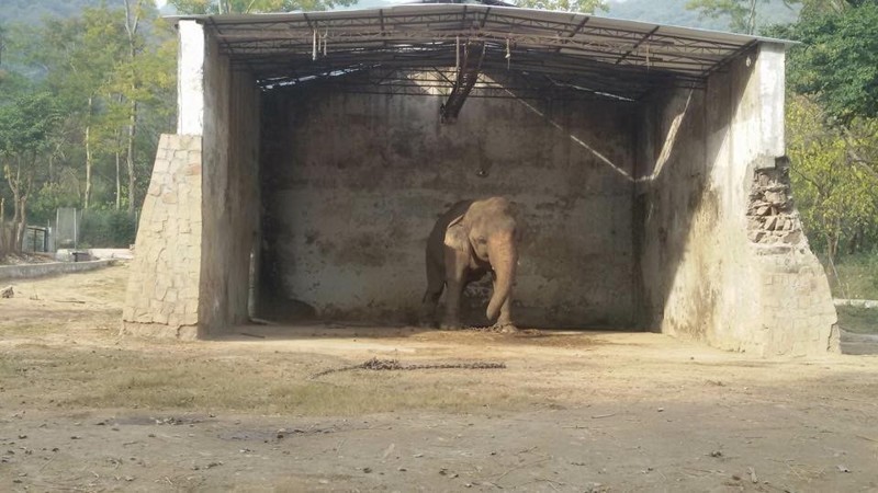 Слон, который провел 30 лет в зоопарке, наконец-то оказался на свободе