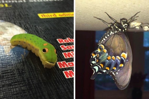 Необычный питомец подростка: огромная гусеница превратилась в бабочку