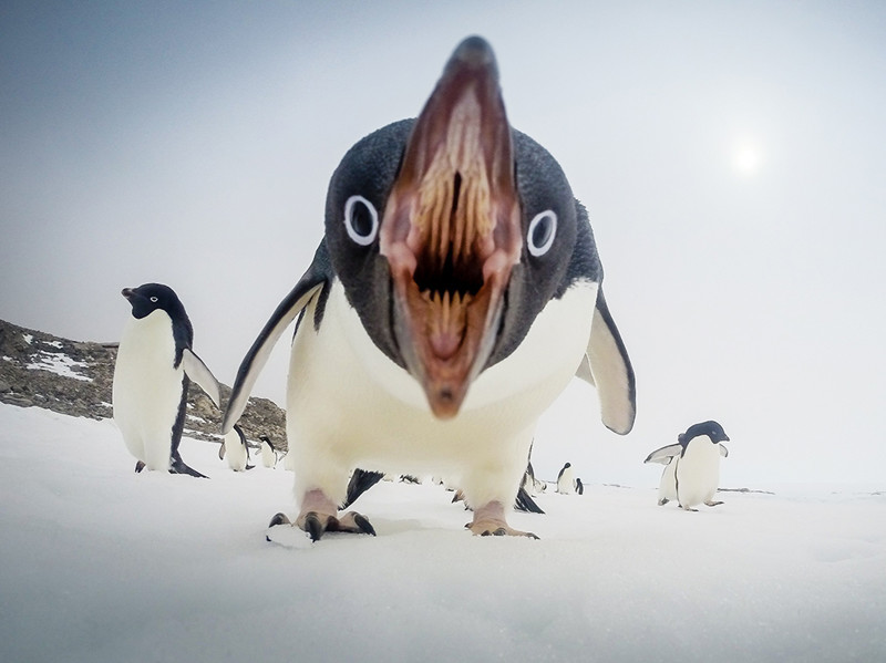 Пингвин с необычного ракурса. Обратите внимание на пасть.
