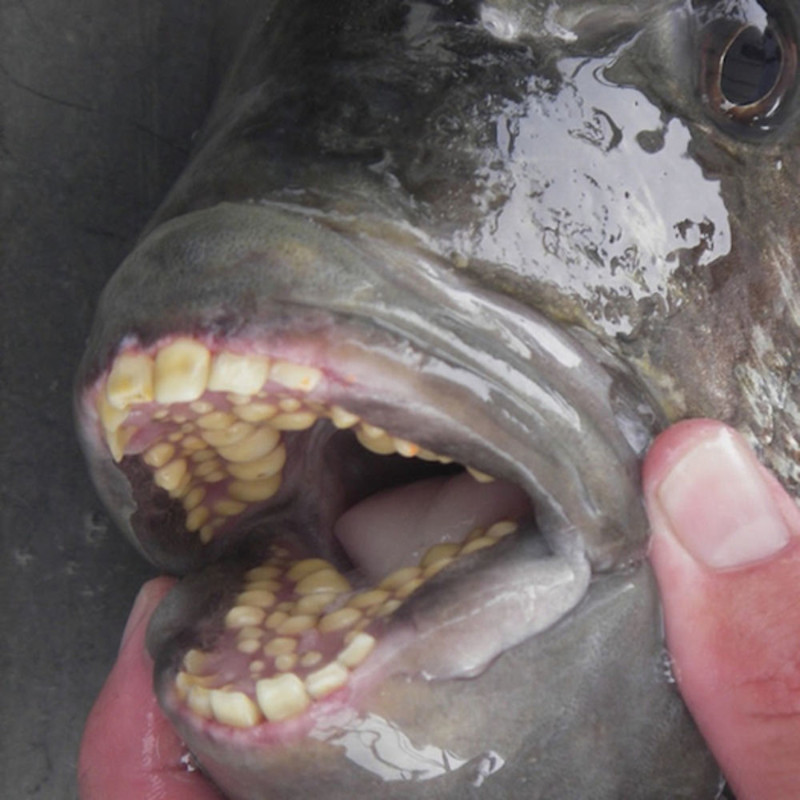 Рыба с человеческими зубами.