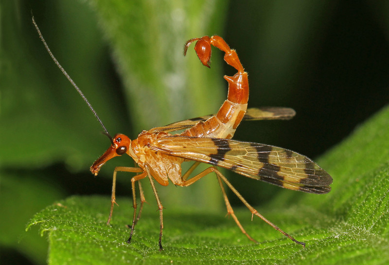 Отряд насекомых, которые называются скорпионницы.