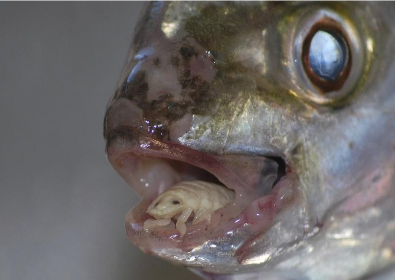 Мокрица — паразит, который присасывается на язык рыбам, сжирает его и сам становится языком.