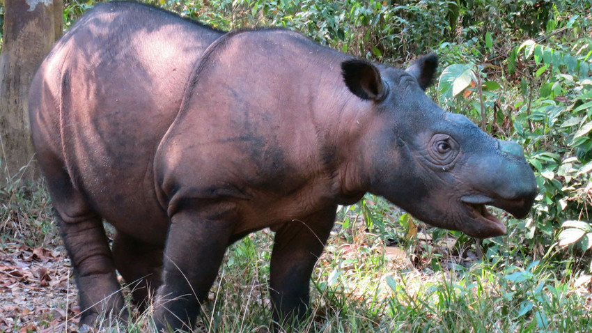 19. Суматранский носорог.