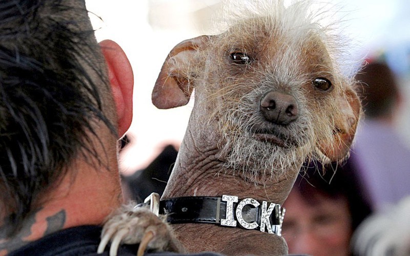 Пёс по кличке Icky (Противный) выглядывает из-за плеча своего хозяина.
