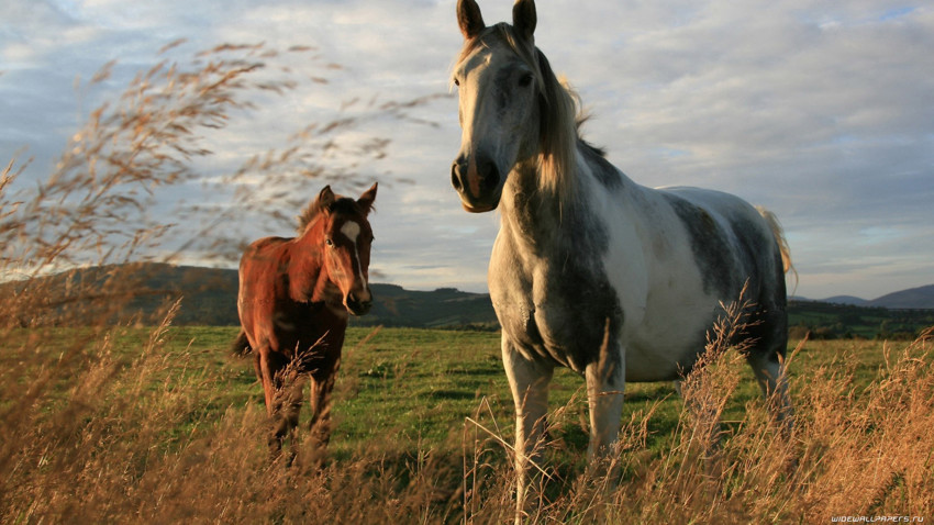 Пост любви к лошадям