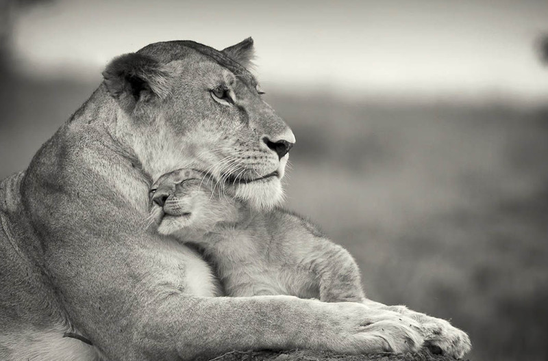 26 чудесных семейных фотографий из мира животных 