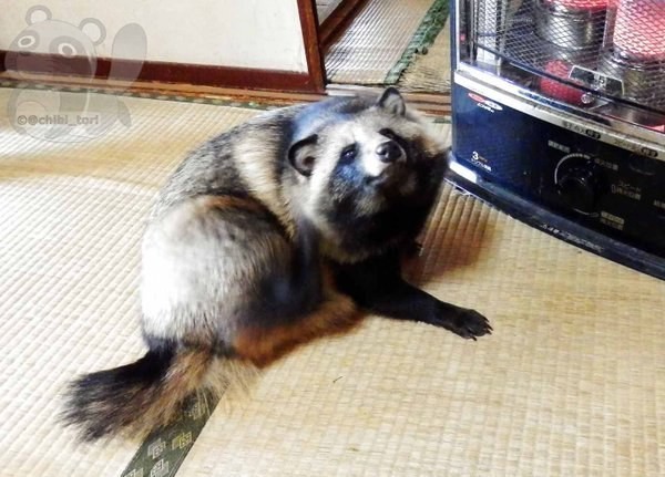 Интернет влюбился в енотовую собаку по кличке Тану