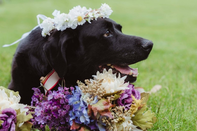 Умирающий пес из последних сил противостоял болезни, чтобы увидеть свадьбу своей хозяйки