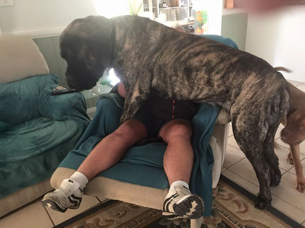 Самая крупная собачка Австралии не осознает свой вес и обрушивает на хозяина все 113 кг своей любви