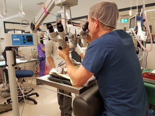 Австралийские врачи спасли зрение котятам, родившимся без век