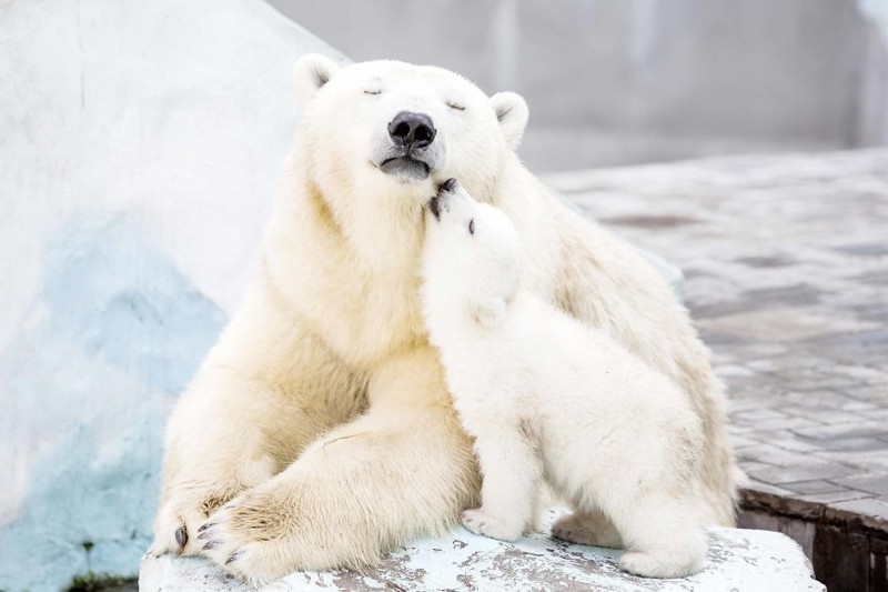 Самые трогательные мамы-медведицы и их медвежата  