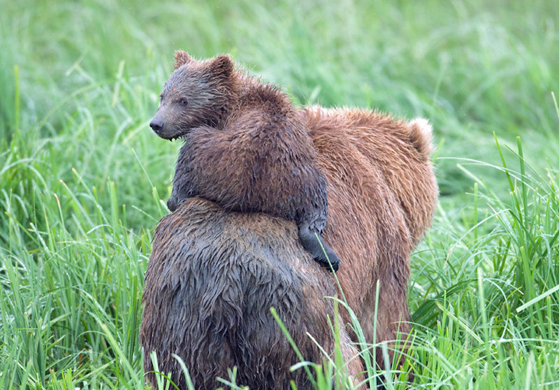 Самые трогательные мамы-медведицы и их медвежата  