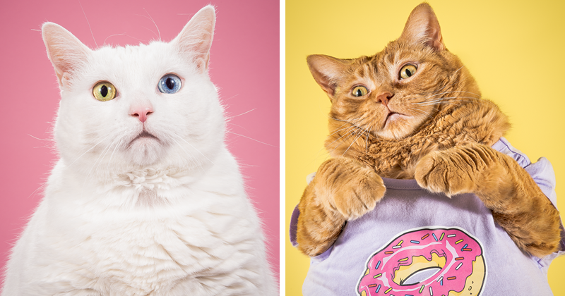 Фотограф делает забавные снимки очень толстых котов