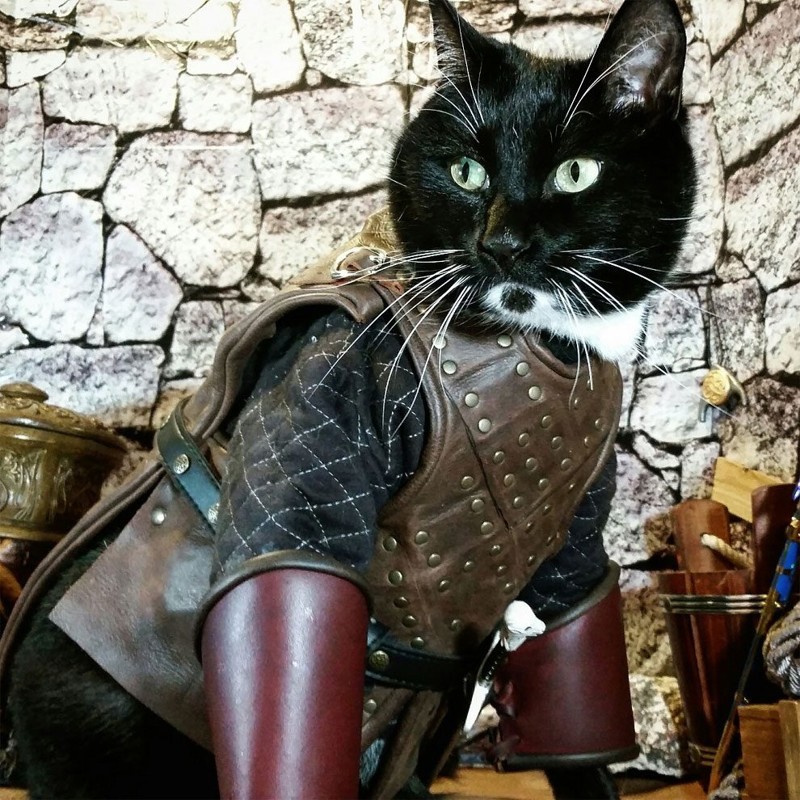Средневековый кот в броне  