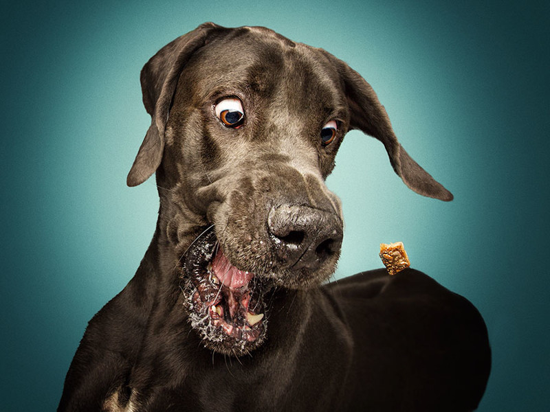 Немецкий фотограф снимает удивительно смешные выражения морд собак, пытающихся поймать угощение