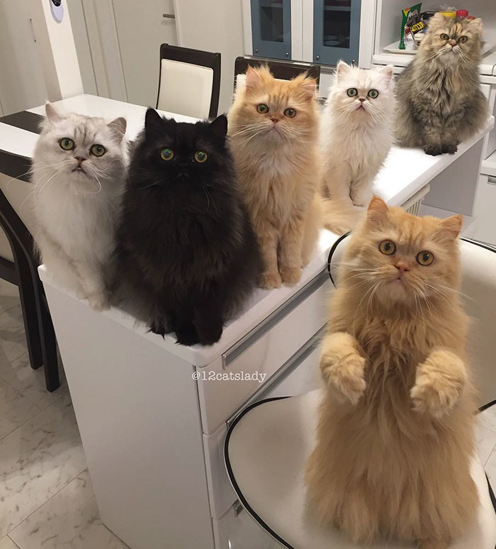 Владелица 12 персидских кошек из Японии очаровала пользователей Инстаграма