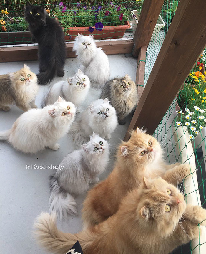Владелица 12 персидских кошек из Японии очаровала пользователей Инстаграма