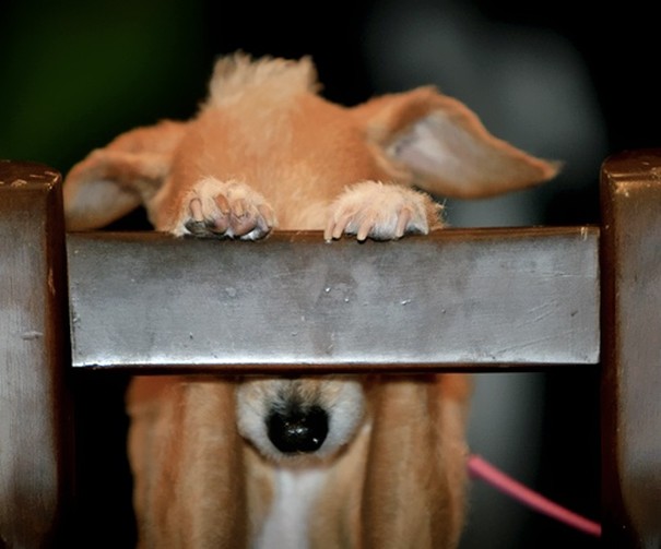 20 смешных собак, которые совершенно не умеют играть в прятки