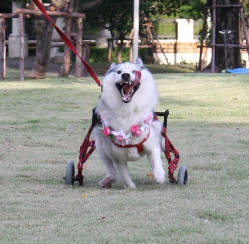 Хаски, родившаяся без лап, нашла хозяйку и стала самой счастливой собакой в инвалидной коляске
